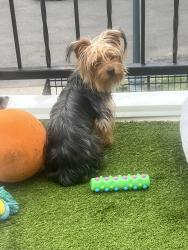 Reunited Male Dog last seen 4th & Gallatin / Kansas Ave, Washington, DC 20011