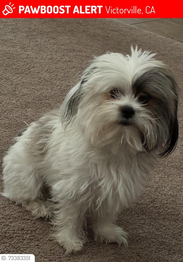 Lost Male Dog last seen Ferndale/ Mojave, Victorville, CA 92394