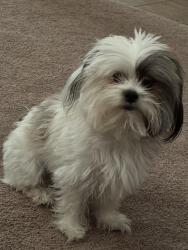 Lost Male Dog last seen Ferndale/ Mojave, Victorville, CA 92394