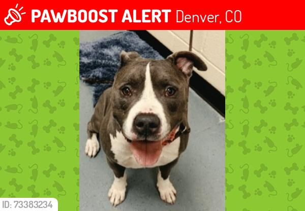 Lost Male Dog last seen Quebec and leetsdale, Denver, CO 80224