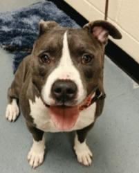 Lost Male Dog last seen Quebec and leetsdale, Denver, CO 80224