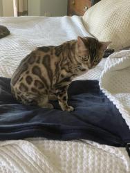 Lost Female Cat last seen Near Burnt Pine Ln, Miramar Beach, FL 32550