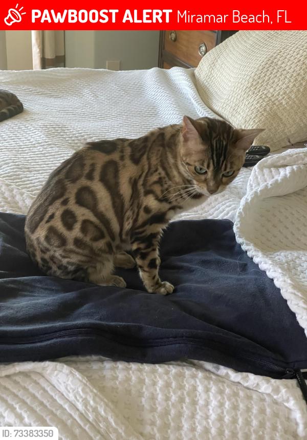 Lost Female Cat last seen Near Burnt Pine Ln, Miramar Beach, FL 32550
