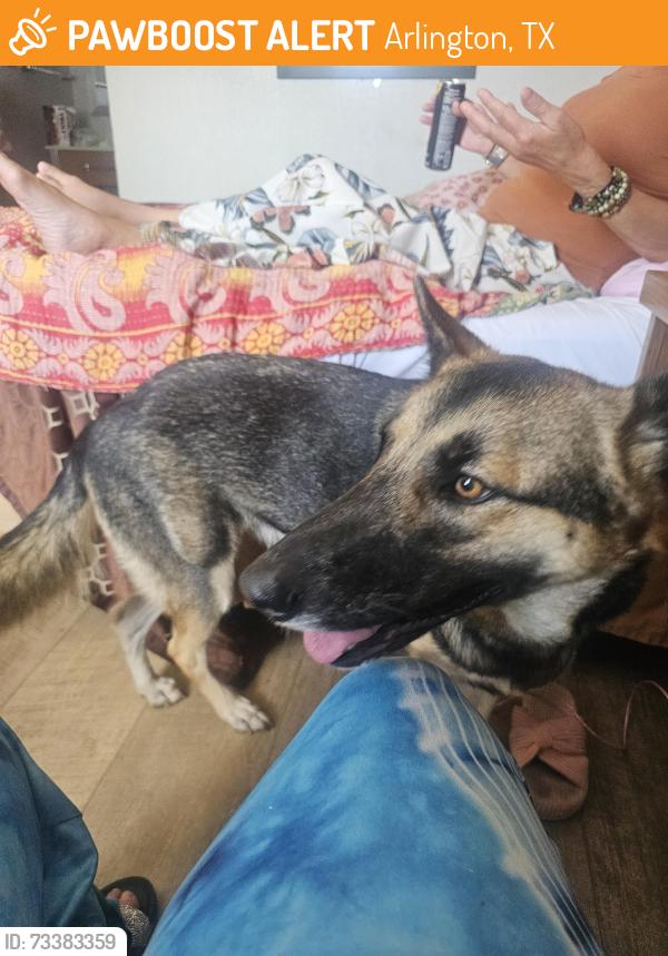 Found/Stray Female Dog last seen E randol mill and US 360, Arlington, TX 76011