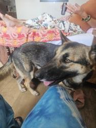Found/Stray Female Dog last seen E randol mill and US 360, Arlington, TX 76011