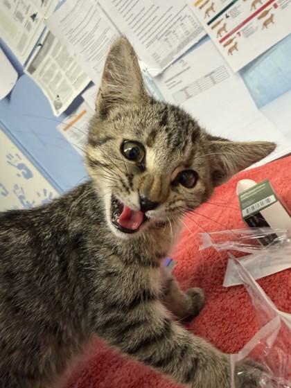 Shelter Stray Female Cat last seen Hyacinth Ct and Vernon St, Roseville City, CA, 200 Tahoe Ave, Roseville, CA 95678, USA