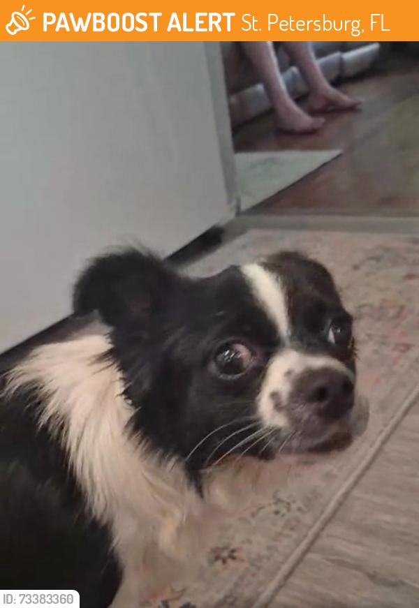 Found/Stray Female Dog last seen 28th Street and 13th avenue North St Petersburg Florida 33713 in the alley, St. Petersburg, FL 33713