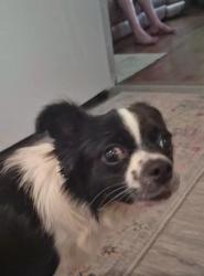 Found/Stray Female Dog last seen 28th Street and 13th avenue North St Petersburg Florida 33713 in the alley, St. Petersburg, FL 33713