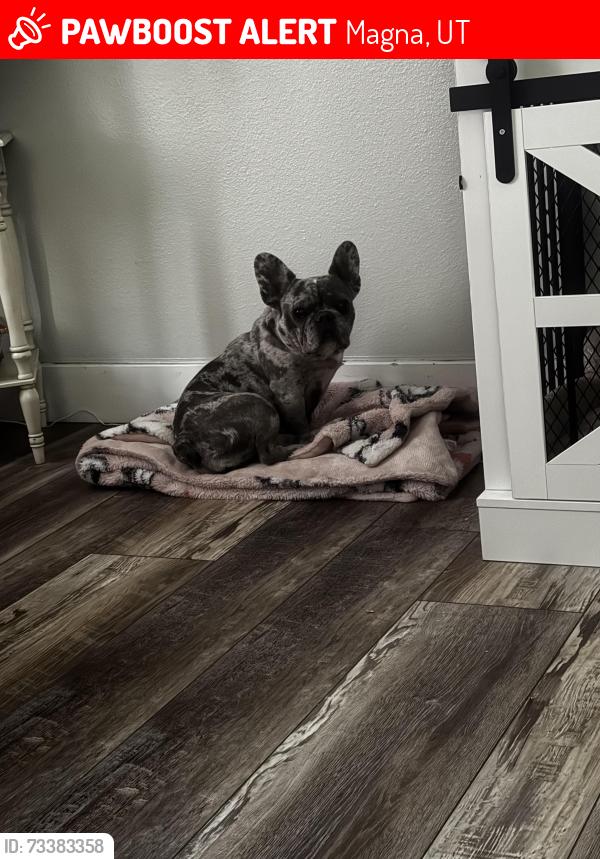 Lost Female Dog last seen Near laxey street, Magna, UT 84044