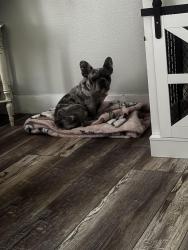 Lost Female Dog last seen Near laxey street, Magna, UT 84044