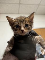 Shelter Stray Male Cat last seen Near Willow Run, Stone Mountain, 30088, GA, 3280 Chamblee Dunwoody Rd, Chamblee, GA 30341, USA