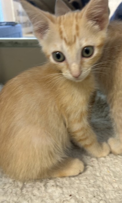 Shelter Stray Male Cat last seen Near Clay Dr, Doraville, GA 30360, 30360, GA, 3280 Chamblee Dunwoody Rd, Chamblee, GA 30341, USA