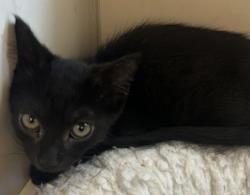 Shelter Stray Female Cat last seen Near Clay Dr, Doraville, GA 30360, 30360, GA, 3280 Chamblee Dunwoody Rd, Chamblee, GA 30341, USA