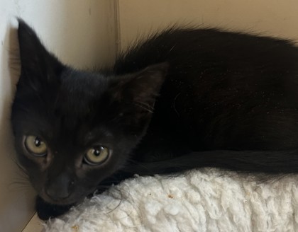Shelter Stray Female Cat last seen Near Clay Dr, Doraville, GA 30360, 30360, GA, 3280 Chamblee Dunwoody Rd, Chamblee, GA 30341, USA