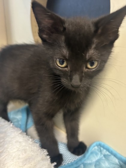 Shelter Stray Male Cat last seen Near Chamblee Tucker RdChamblee, GA 30341, 30341, GA, 3280 Chamblee Dunwoody Rd, Chamblee, GA 30341, USA