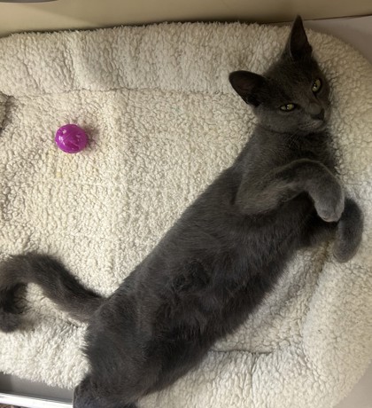 Shelter Stray Female Cat last seen Near N Druid Hills Rd., 30033, GA, 3280 Chamblee Dunwoody Rd, Chamblee, GA 30341, USA