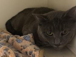 Shelter Stray Male Cat last seen Near Westley Chapel Rd Decatur GA 30035, 30035, GA, 3280 Chamblee Dunwoody Rd, Chamblee, GA 30341, USA