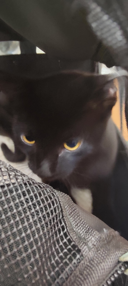 Shelter Stray Female Cat last seen Near Chamblee Tucker Rd, 30341, GA, 3280 Chamblee Dunwoody Rd, Chamblee, GA 30341, USA