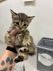 Shelter Stray Female Cat last seen Near blk Dutch iris- FH, FOREST HILL, TX, 3961 Bluebell Dr, Everman, TX 76140, USA