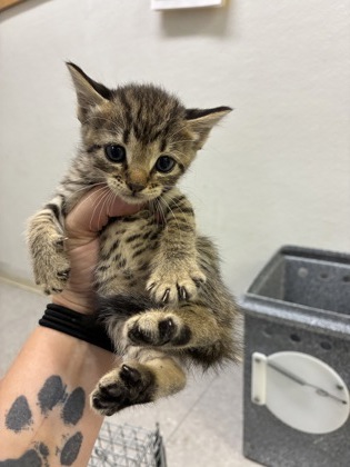 Shelter Stray Female Cat last seen Near blk Dutch iris- FH, FOREST HILL, TX, 3961 Bluebell Dr, Everman, TX 76140, USA
