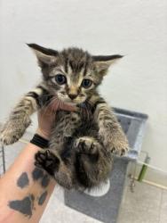Shelter Stray Male Cat last seen Near blk Dutch iris- FH, FOREST HILL, TX, 3961 Bluebell Dr, Everman, TX 76140, USA