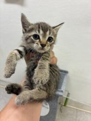 Shelter Stray Female Cat last seen Near blk Dutch iris- FH, FOREST HILL, TX, 3961 Bluebell Dr, Everman, TX 76140, USA