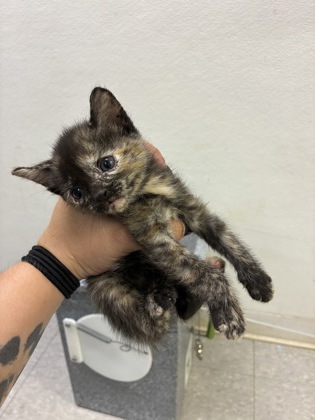 Shelter Stray Female Cat last seen Near blk Dutch iris- FH, FOREST HILL, TX, 3961 Bluebell Dr, Everman, TX 76140, USA