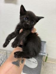 Shelter Stray Male Cat last seen Near blk Dutch iris- FH, FOREST HILL, TX, 3961 Bluebell Dr, Everman, TX 76140, USA