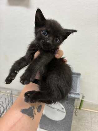 Shelter Stray Male Cat last seen Near blk Dutch iris- FH, FOREST HILL, TX, 3961 Bluebell Dr, Everman, TX 76140, USA