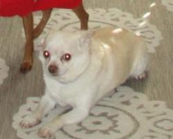 Lost Male Dog last seen Near Polanski Dr., Wake Forest, NC, Wake Forest, NC 27587