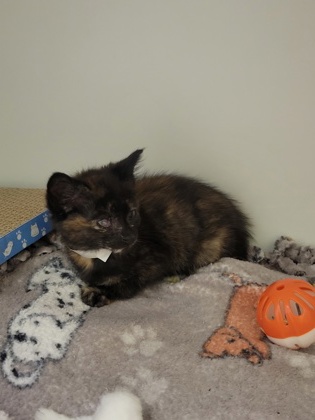 Shelter Stray Female Cat last seen Fairfax, Virginia, 22033, MapleHill Rd/PineTree Dr, Fairfax County, VA, 4500 West Ox Rd, Fairfax, VA 22030, USA