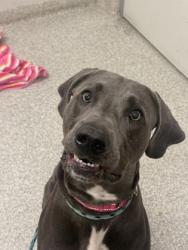 Shelter Stray Male Dog last seen Near Sidehill rd, 21229, MD, 2490 Giles Rd, Baltimore, MD 21225, USA