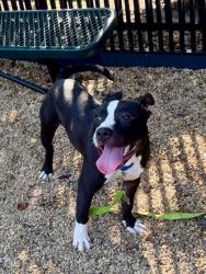 Shelter Stray Male Dog last seen Hampton Dr and Garner Terrace, Newport News, VA, 5843 Jefferson Ave, Newport News, VA 23605, USA