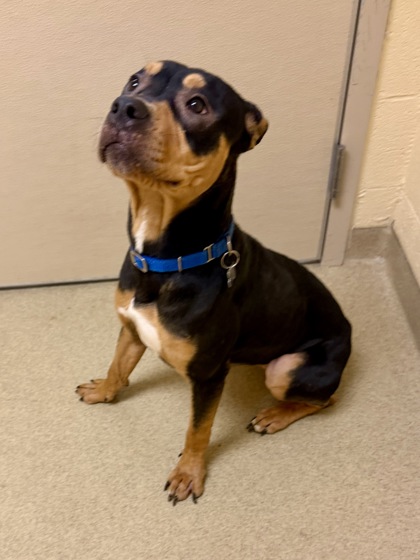Shelter Stray Female Dog last seen Willow Lakes Subdivision, York County, VA, 5843 Jefferson Ave, Newport News, VA 23605, USA