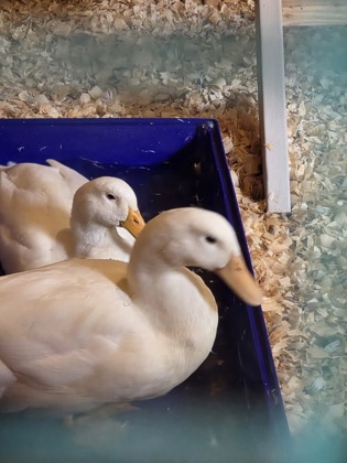 Shelter Stray Male Duck last seen Near Walbrook Ave, 21216, MD, 2490 Giles Rd, Baltimore, MD 21225, USA
