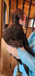 Shelter Stray Female Chicken last seen Near W Ostend St., 21230, MD, 2490 Giles Rd, Baltimore, MD 21225, USA