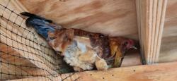 Shelter Stray Female Chicken last seen Near W Ostend St., 21230, MD, 2490 Giles Rd, Baltimore, MD 21225, USA