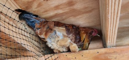 Shelter Stray Female Chicken last seen Near W Ostend St., 21230, MD, 2490 Giles Rd, Baltimore, MD 21225, USA