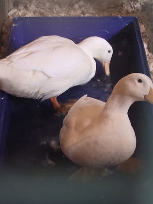 Shelter Stray Female Duck last seen Near Walbrook Ave, 21216, MD, 2490 Giles Rd, Baltimore, MD 21225, USA