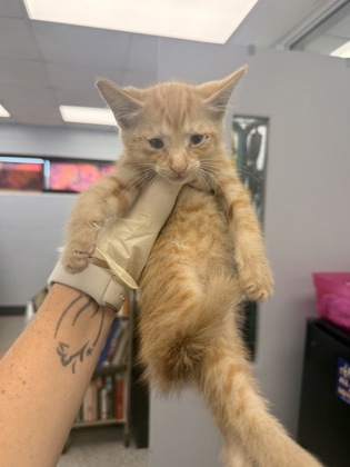 Shelter Stray Male Cat last seen Near N Craven Street, New Bern, NC, 1639 Old Airport Rd, New Bern, NC 28562, USA