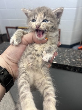 Shelter Stray Female Cat last seen Fairfield, Fairfield Harbour, NC, 1639 Old Airport Rd, New Bern, NC 28562, USA