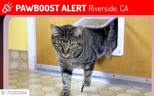 Lost Female Cat last seen Golden street, Riverside, CA 92505