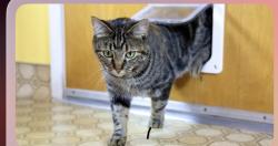 Lost Female Cat last seen Golden street, Riverside, CA 92505