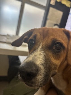 Shelter Stray Male Dog last seen , , TX, 330 Rufe Snow Dr, Keller, TX 76248, USA