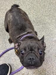 Shelter Stray Female Dog last seen Dixie Hwy, Fairfield, OH, 1820 Princeton Rd, Hamilton, OH 45011, USA