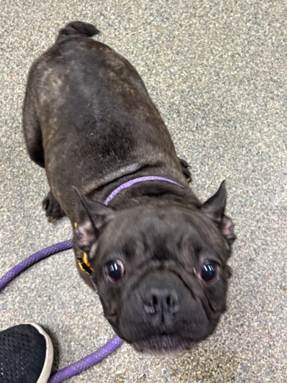 Shelter Stray Female Dog last seen Dixie Hwy, Fairfield, OH, 1820 Princeton Rd, Hamilton, OH 45011, USA