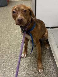 Shelter Stray Female Dog last seen city limits lefferson at cinday, Middletown, OH, 1820 Princeton Rd, Hamilton, OH 45011, USA