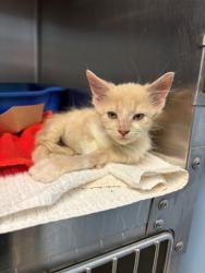 Shelter Stray Male Cat last seen Home Depot parking lot, District 1 - North Cleburne,, 2375 Service Dr, Cleburne, TX 76033, USA