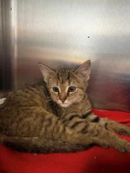Shelter Stray Female Cat last seen Home Depot parking lot, District 1 - North Cleburne,, 2375 Service Dr, Cleburne, TX 76033, USA