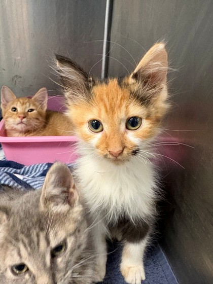 Shelter Stray Female Cat last seen Home Depot parking lot, District 1 - North Cleburne,, 2375 Service Dr, Cleburne, TX 76033, USA
